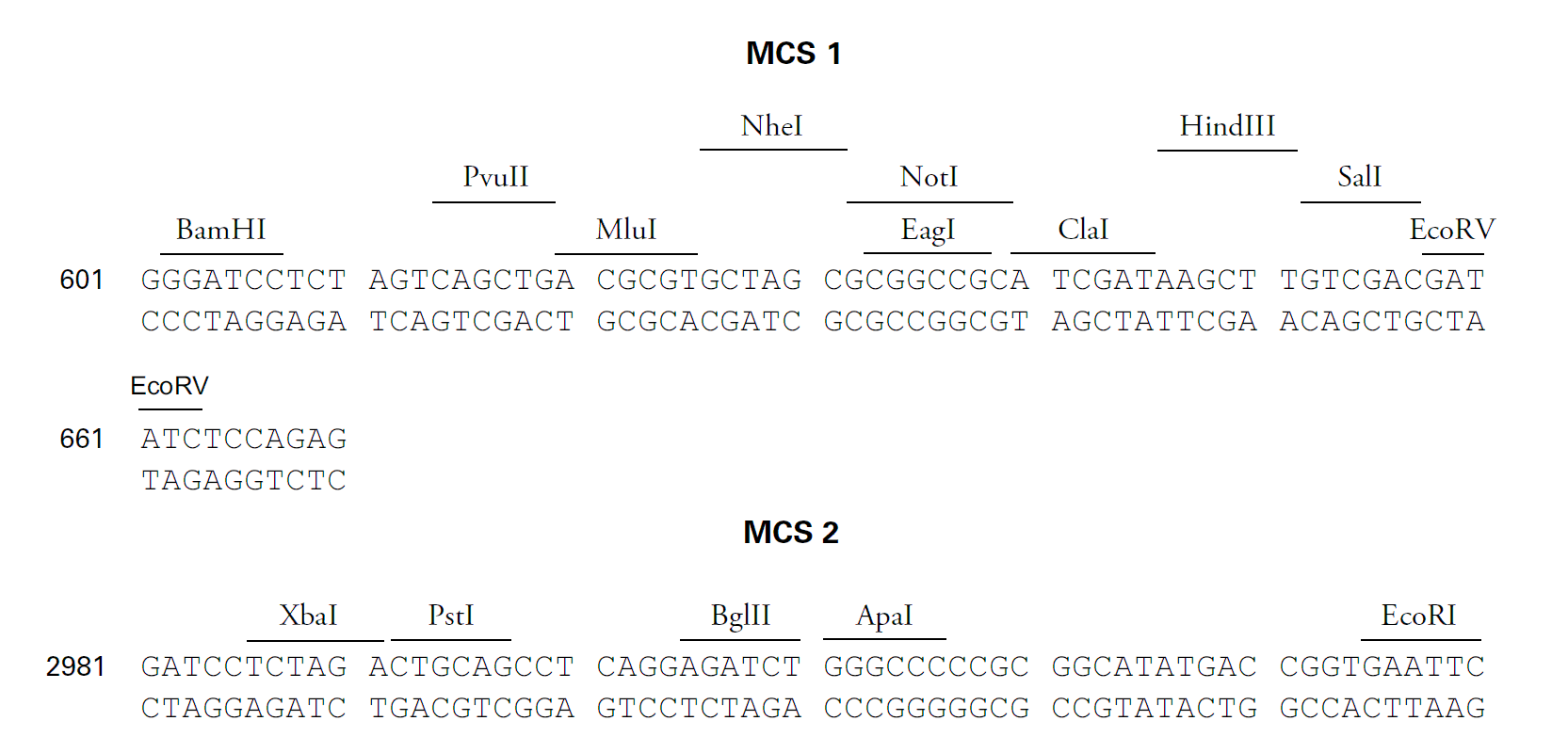 pBI-CMV1 多克隆位点 点击看大图 pBI-CMV1 多克隆位点